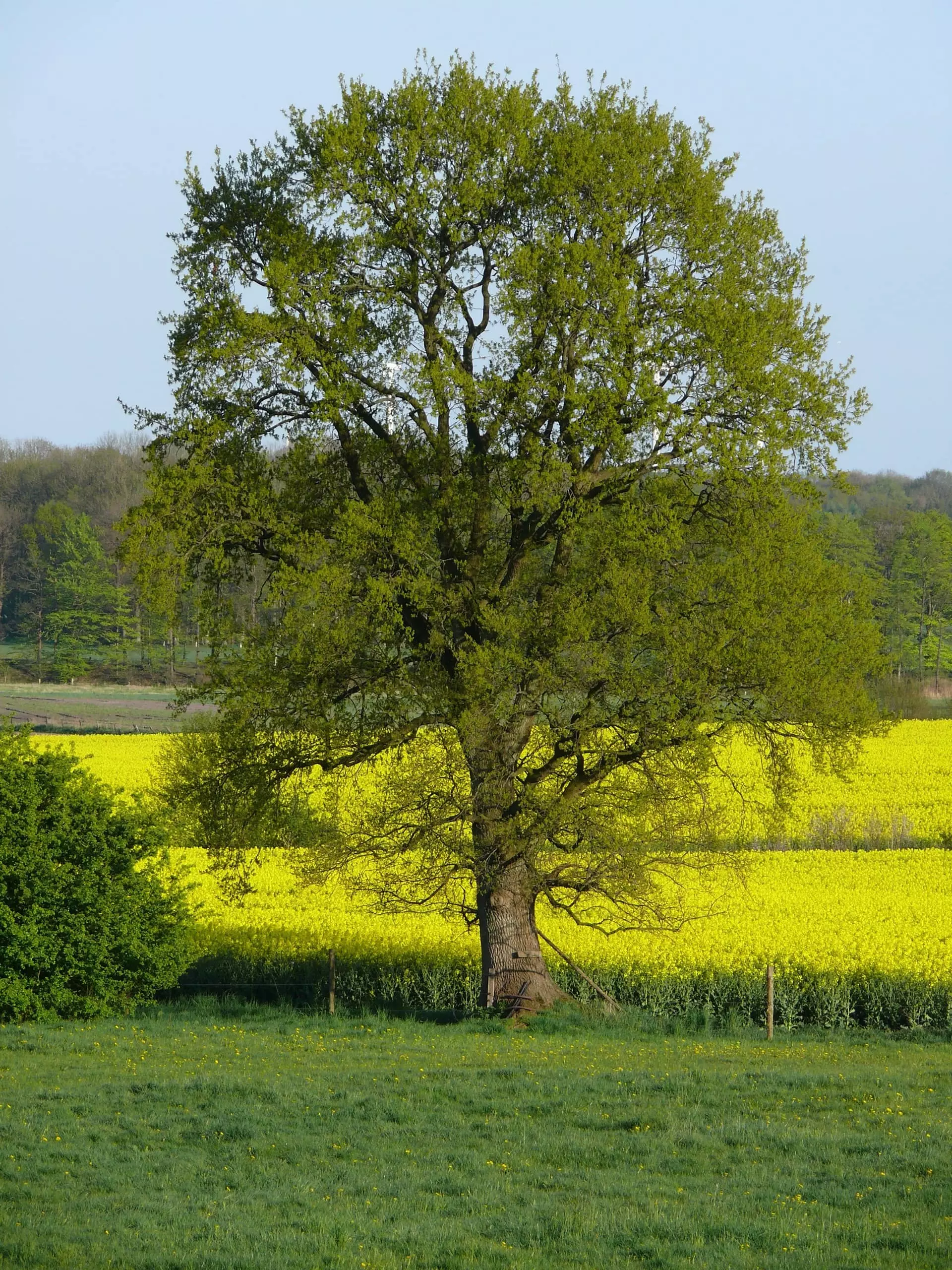 Großer Baum vor einem blühenden gelben Rapsfeld in der Region der Uwe Schröder Erdbau GmbH